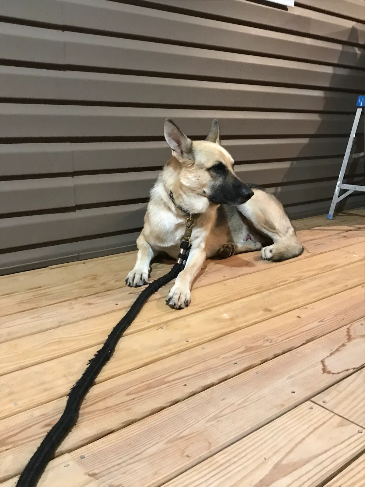 Lost dog in Fraziers Bottom, WV, 25082