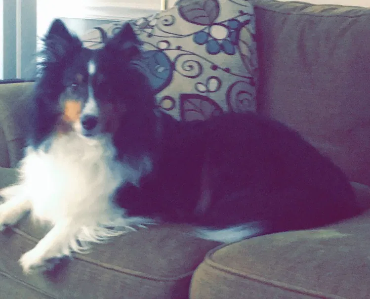 Lost dog in Beggs, OK, 74421