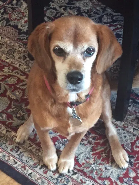 Lost dog in New London, NC, 28127