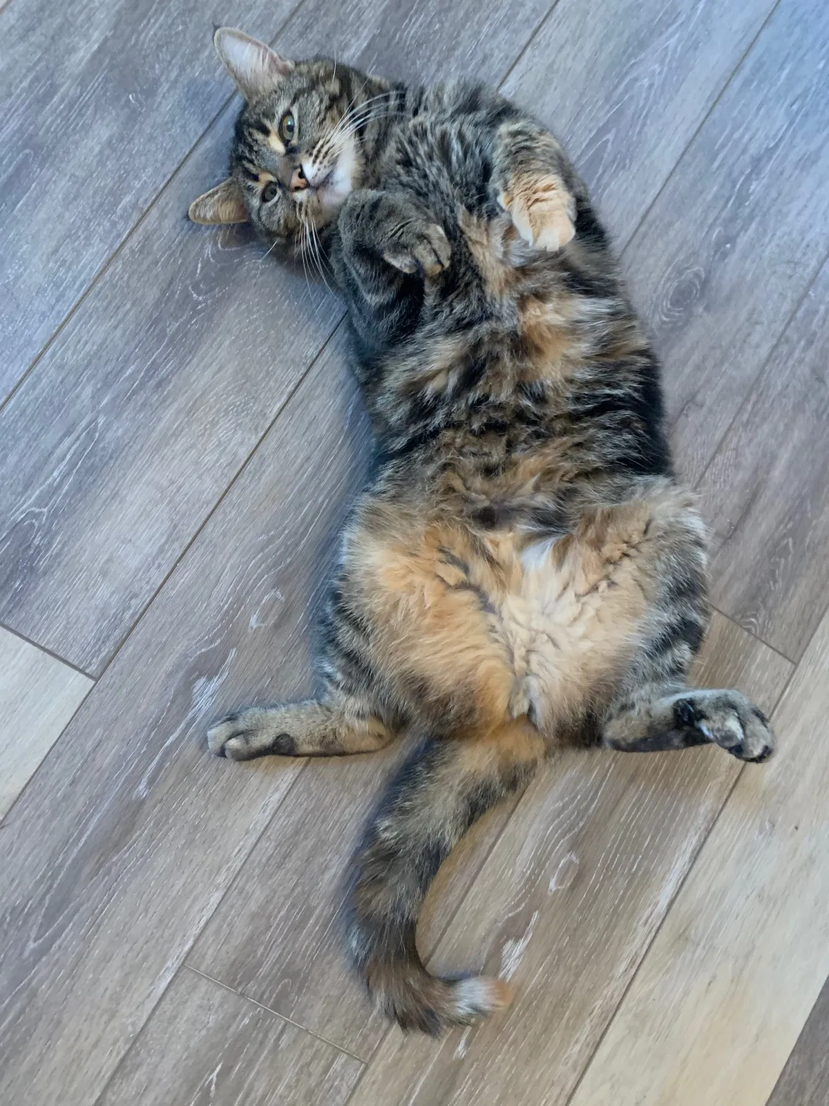 Lost cat in Groveport, OH, 43125