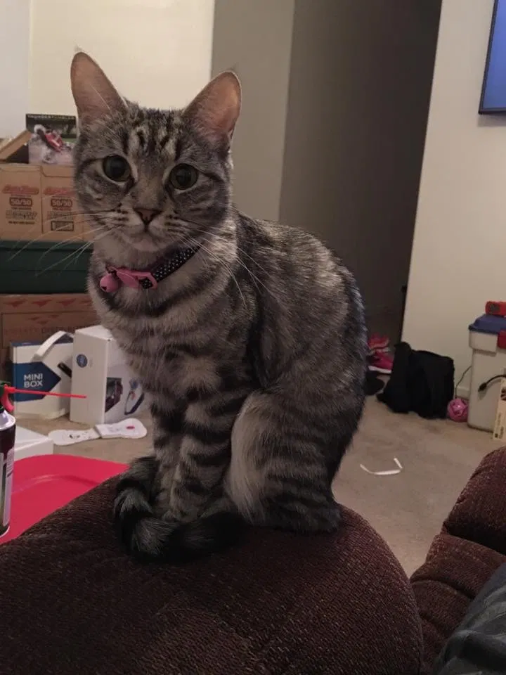 Lost cat in North Las Vegas, NV, 89031