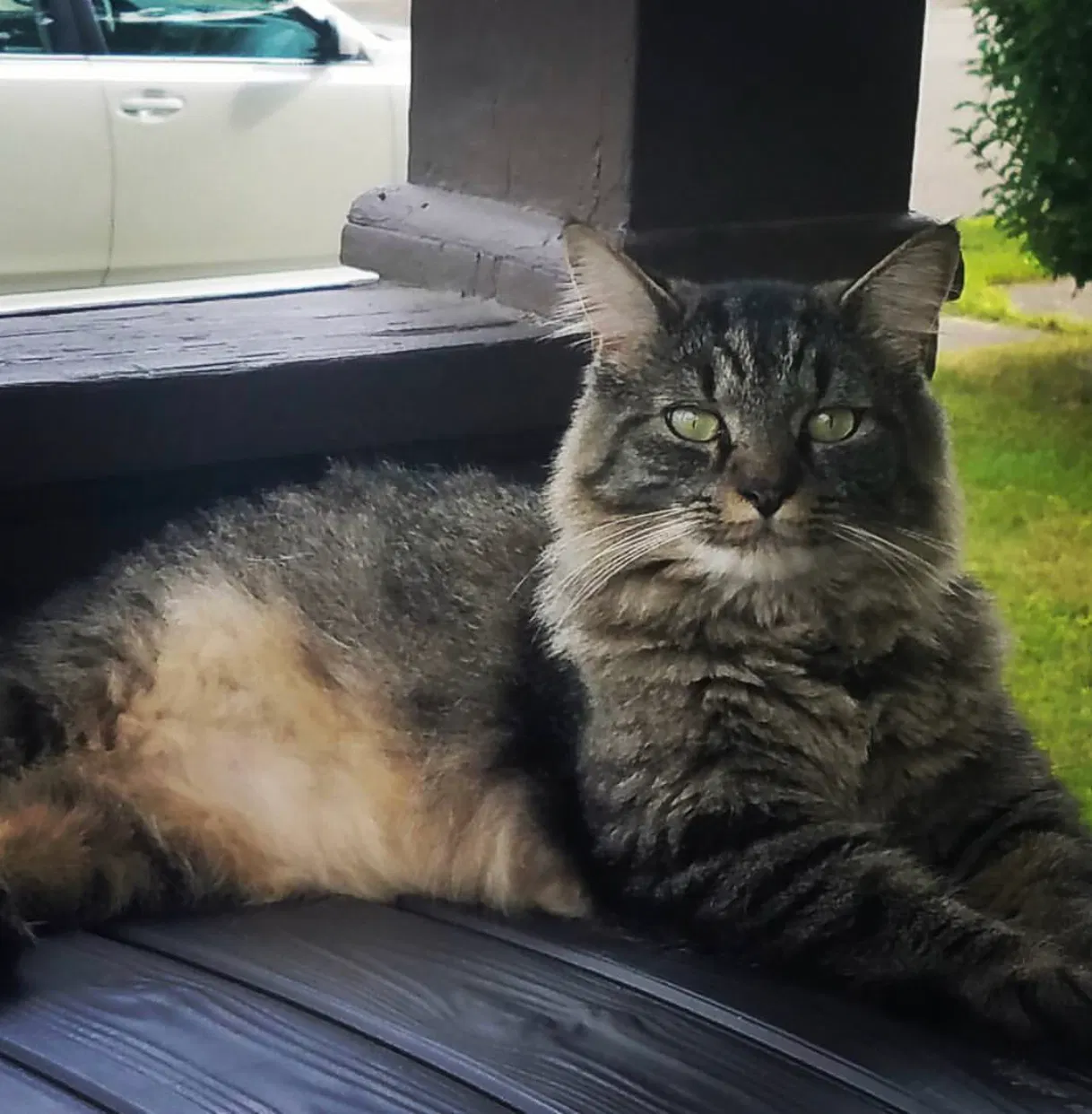 Lost cat in Elmira, NY, 14904