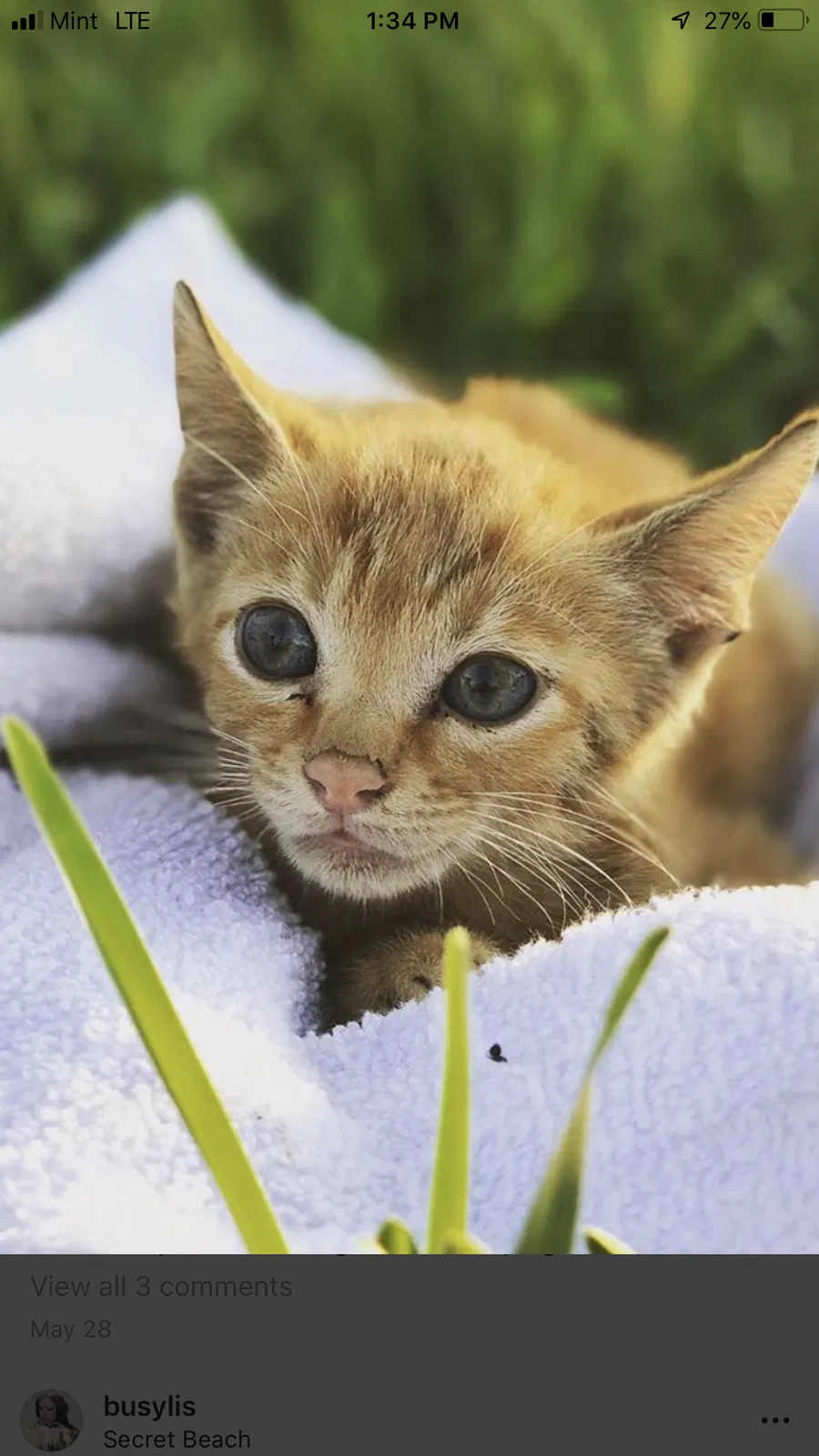 Lost cat in Hollywood, FL, 33027