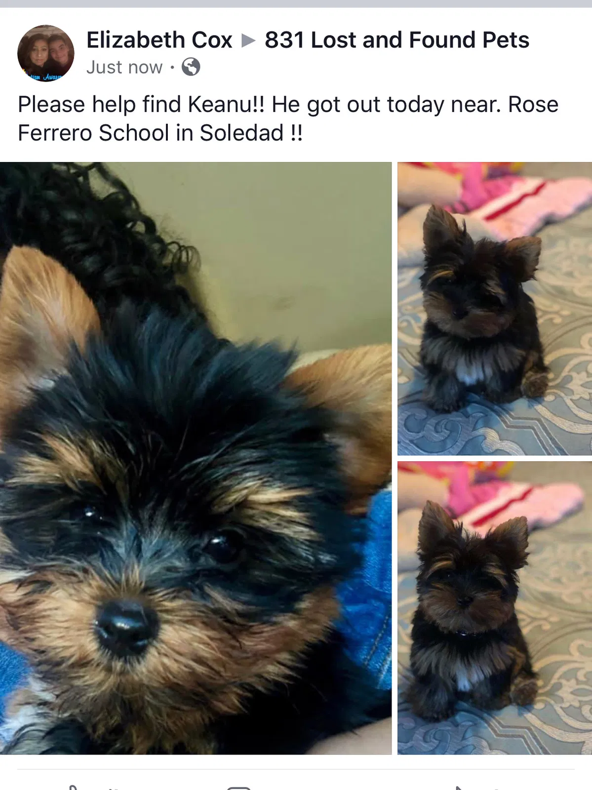 Lost dog in Soledad, CA, 93960
