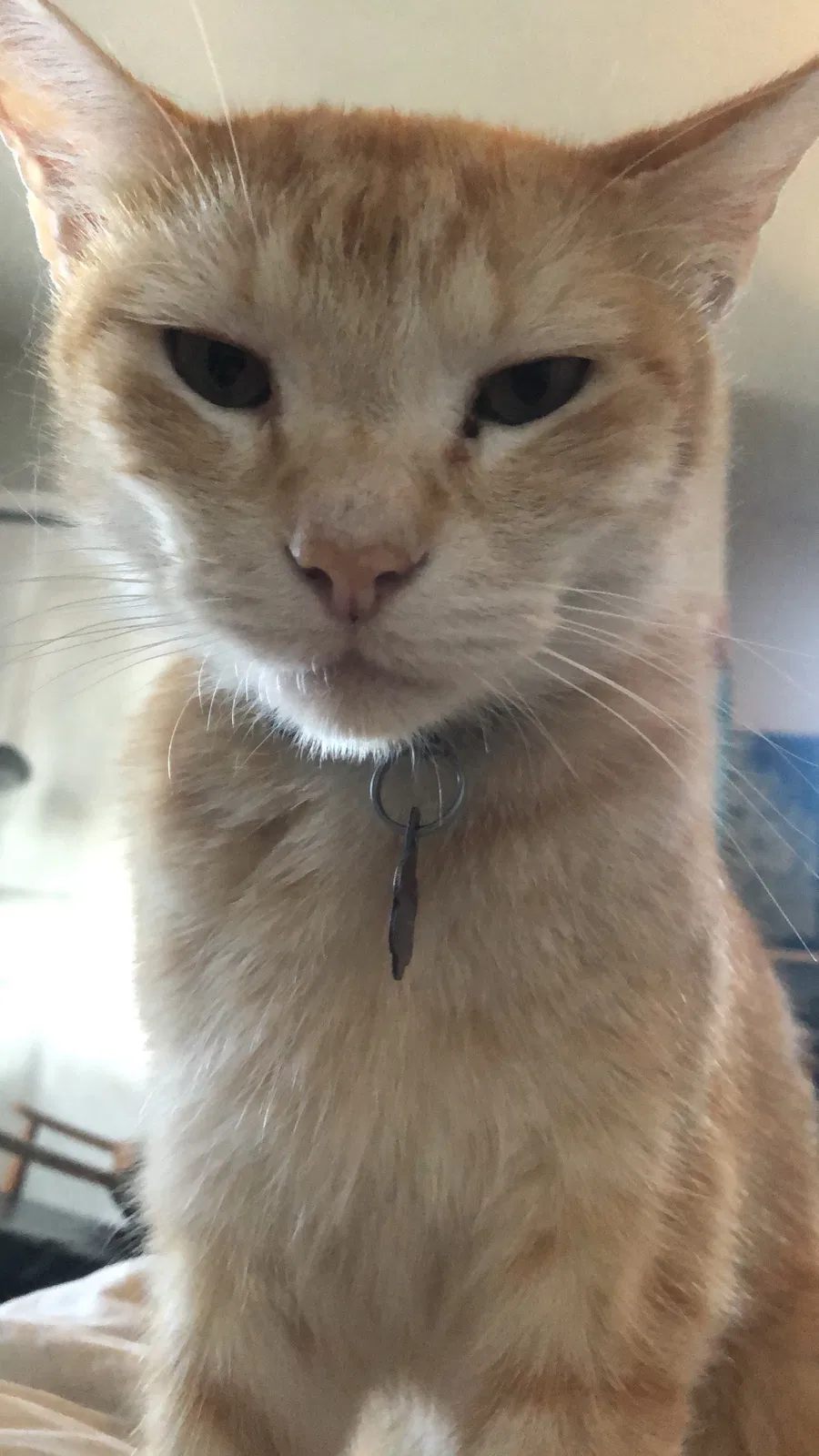 Lost cat in Philadelphia, PA, 19104