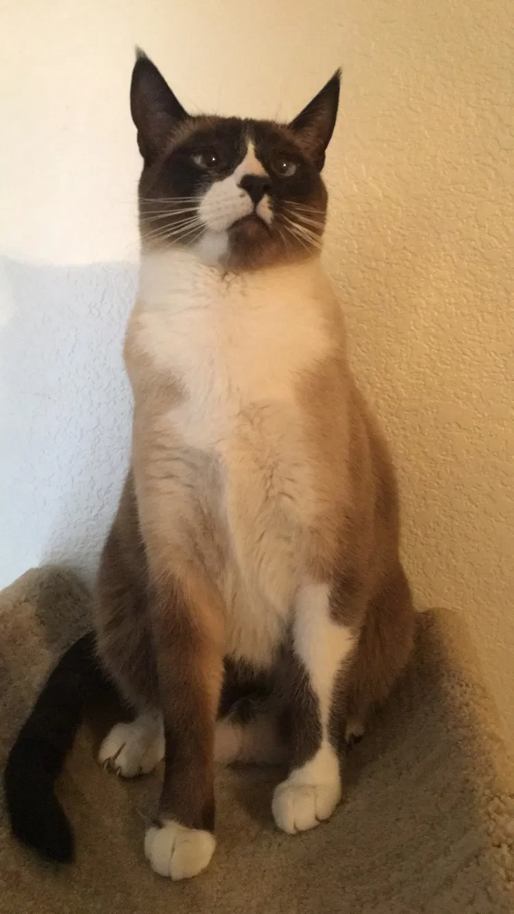 Lost cat in Gilbert, AZ, 85234