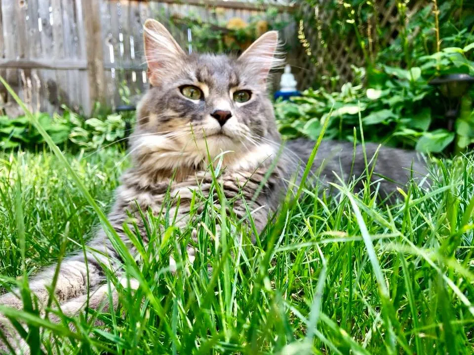 Lost cat in Minneapolis, MN, 55418