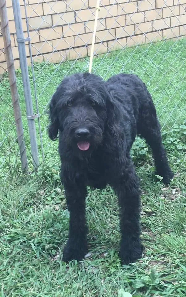 Lost dog in Charlotte, NC, 28270