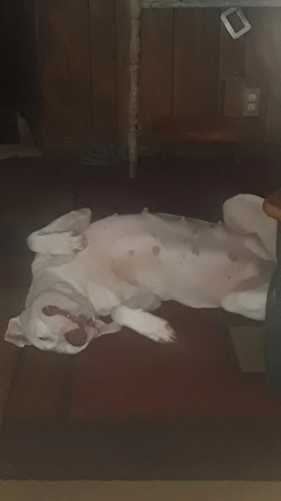 Lost dog in Byhalia, MS, 38611
