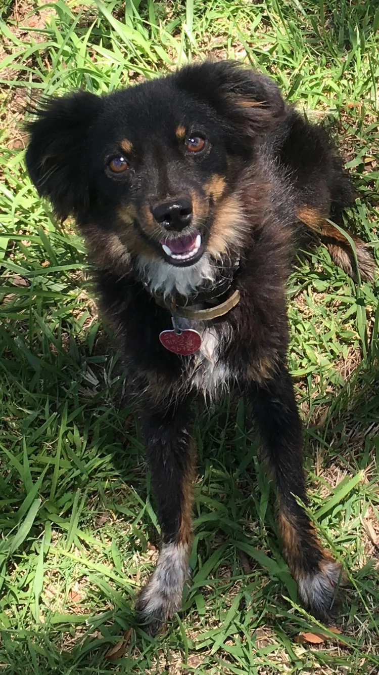 Lost dog in Henryetta, OK, 74437