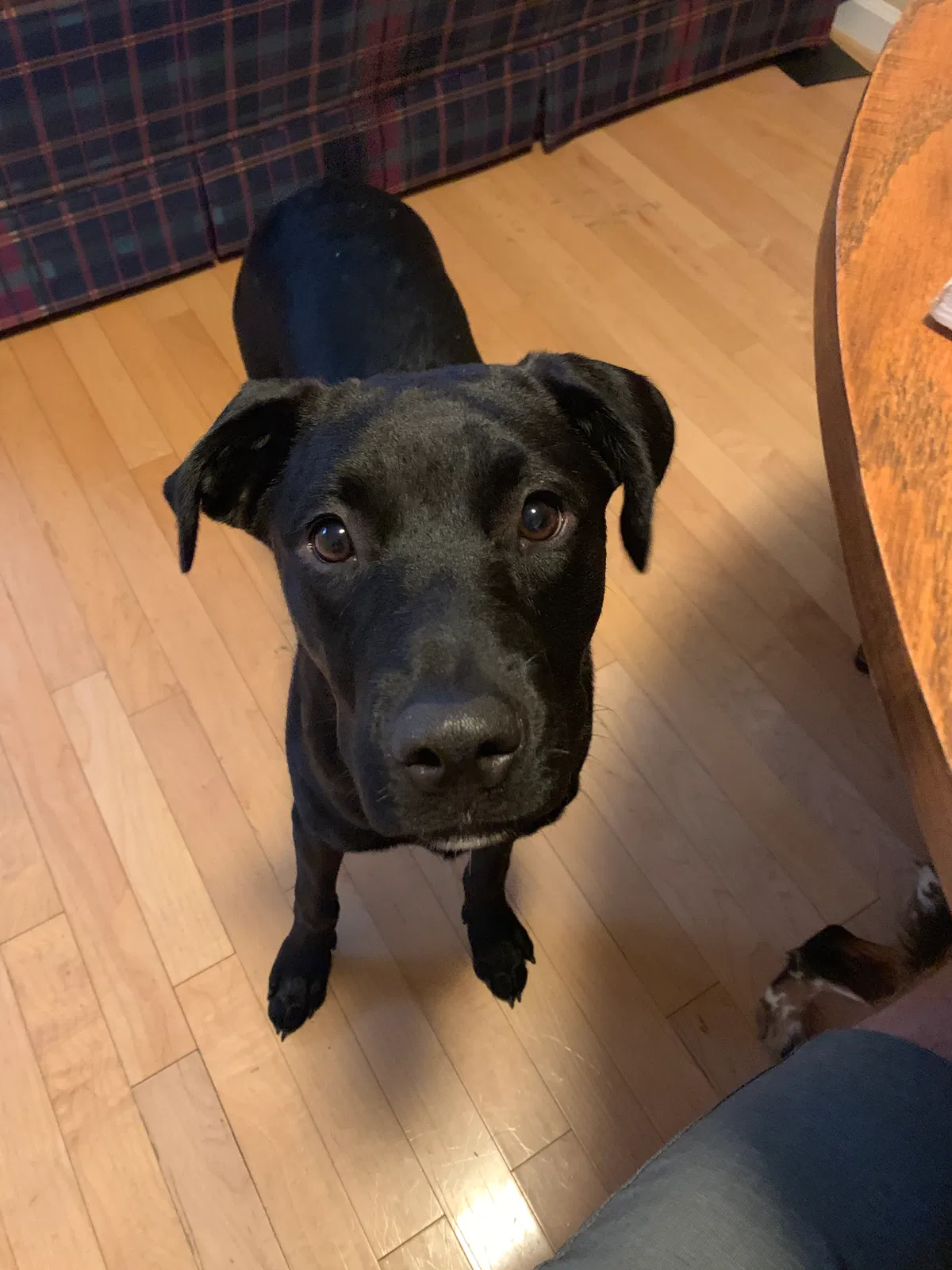 Lost dog in Louisville, KY, 40223