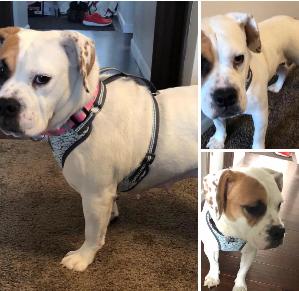 Lost dog in Canton, OH, 44718