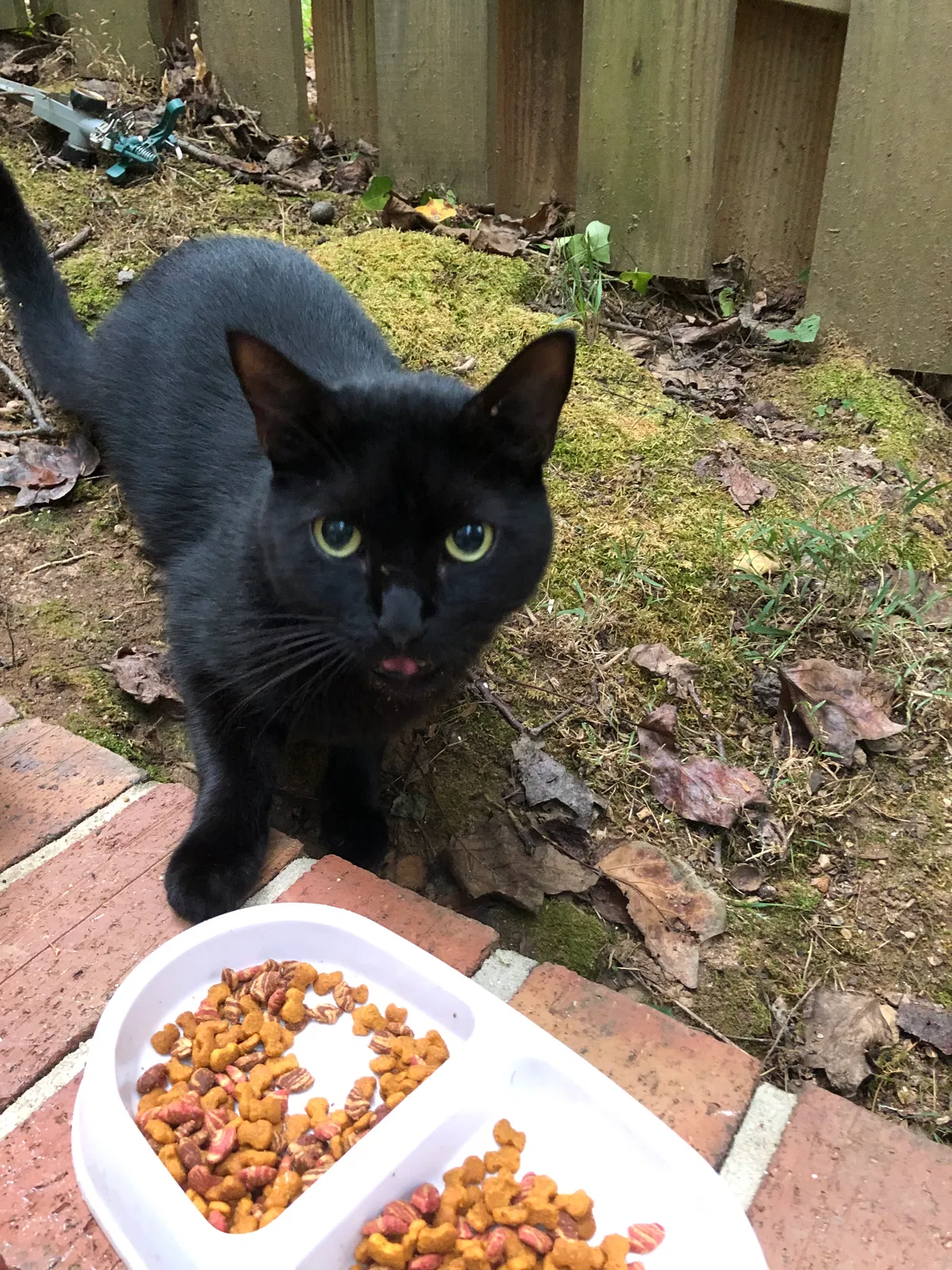 Lost cat in Winston Salem, NC, 27103