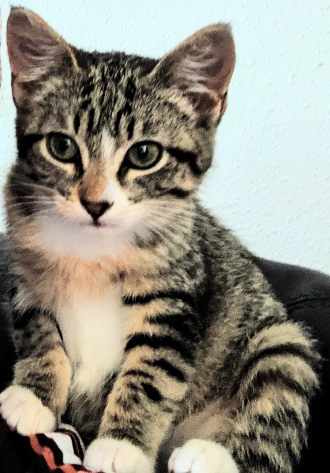 Lost cat in Iowa City, IA, 52245