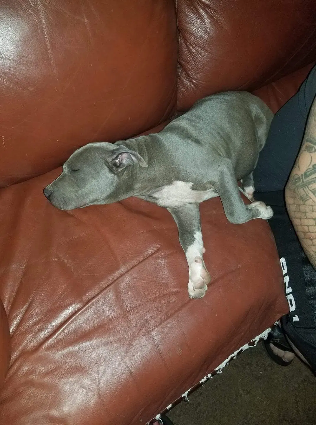 Lost dog in Guthrie, OK, 73044