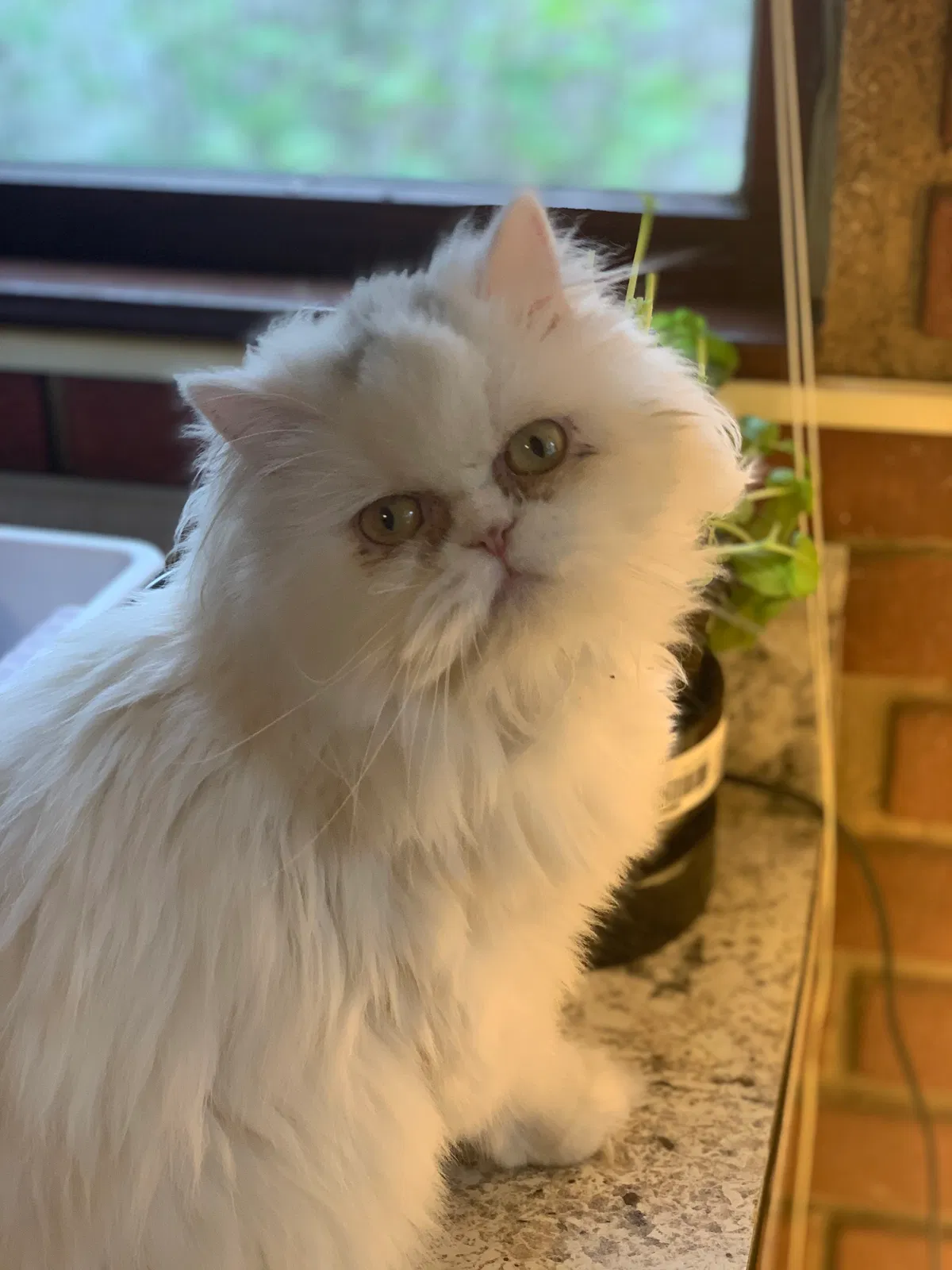 Lost cat in Pittsburgh, PA, 15203