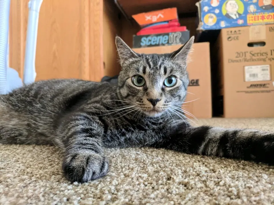Lost cat in San Diego, CA, 92131