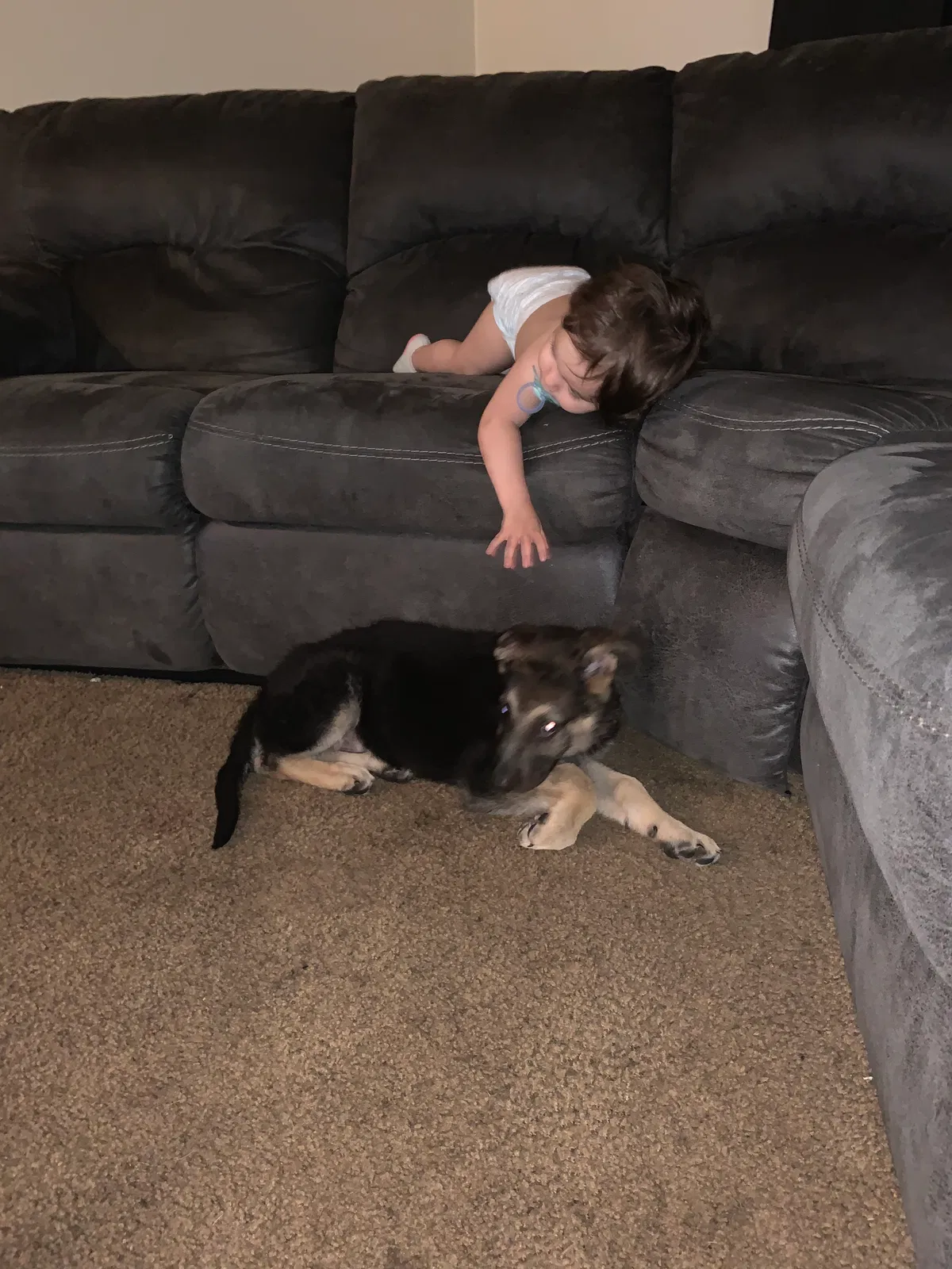 Lost dog in Oroville, CA, 95966