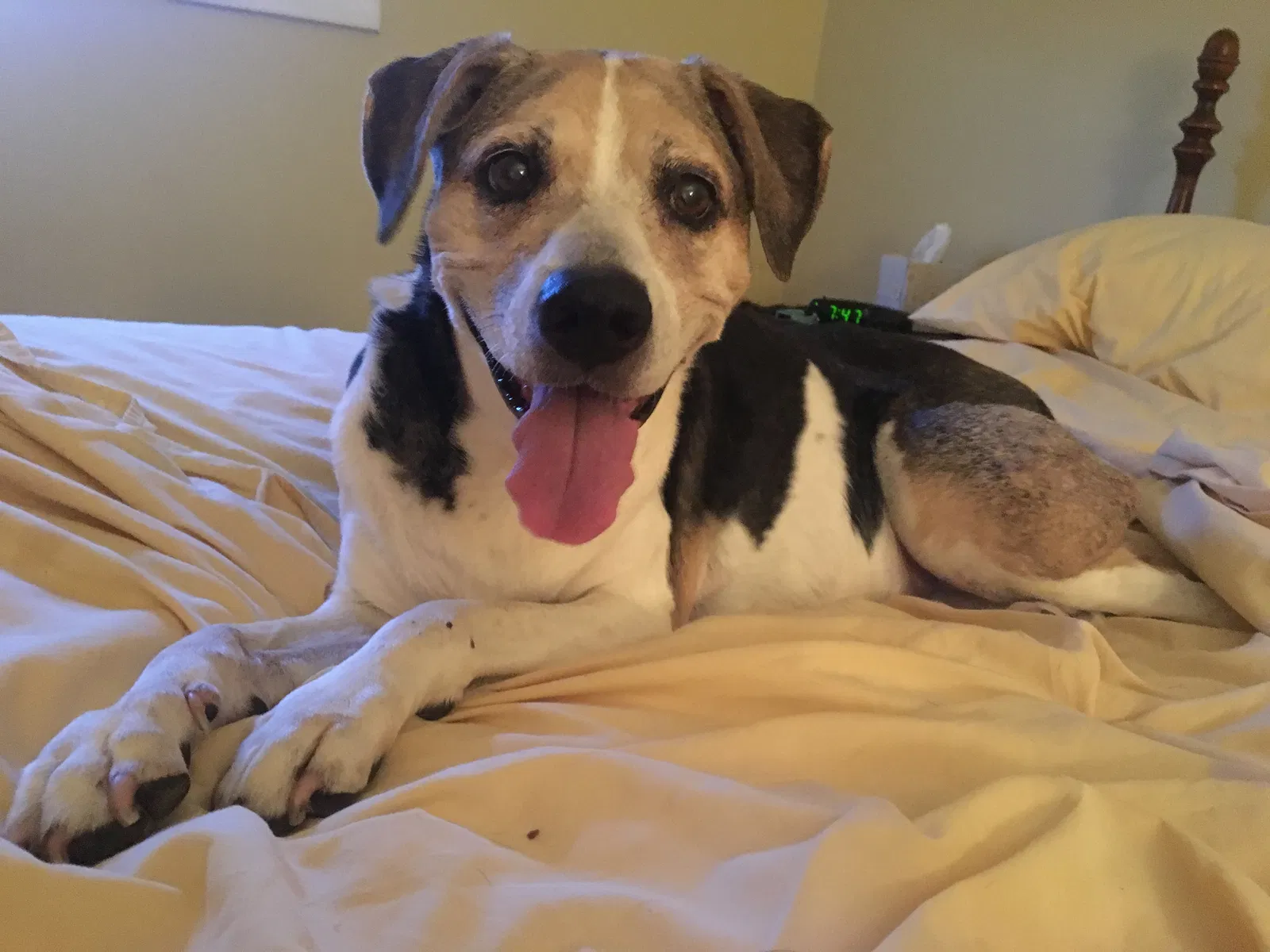 Lost dog in Kingston, PA, 18704