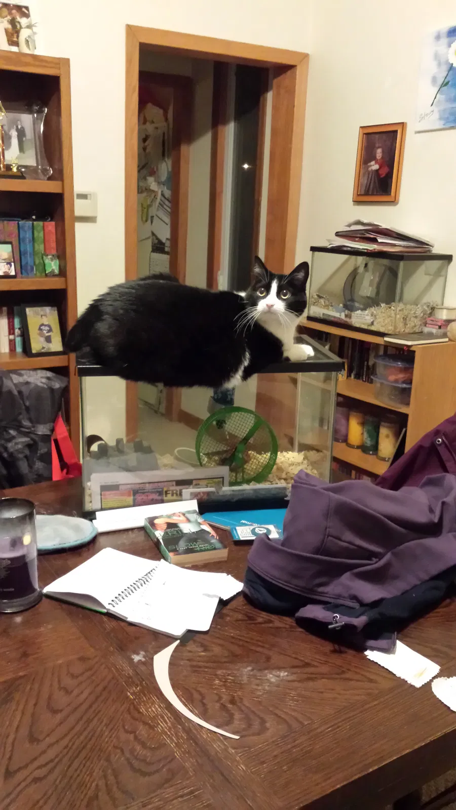 Lost cat in New London, WI, 54961