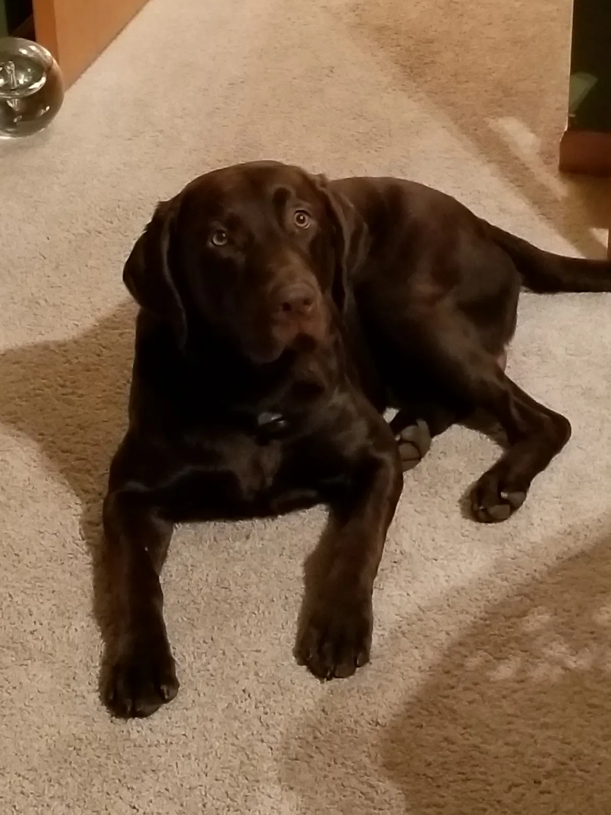 Lost dog in Milton, WI, 53563