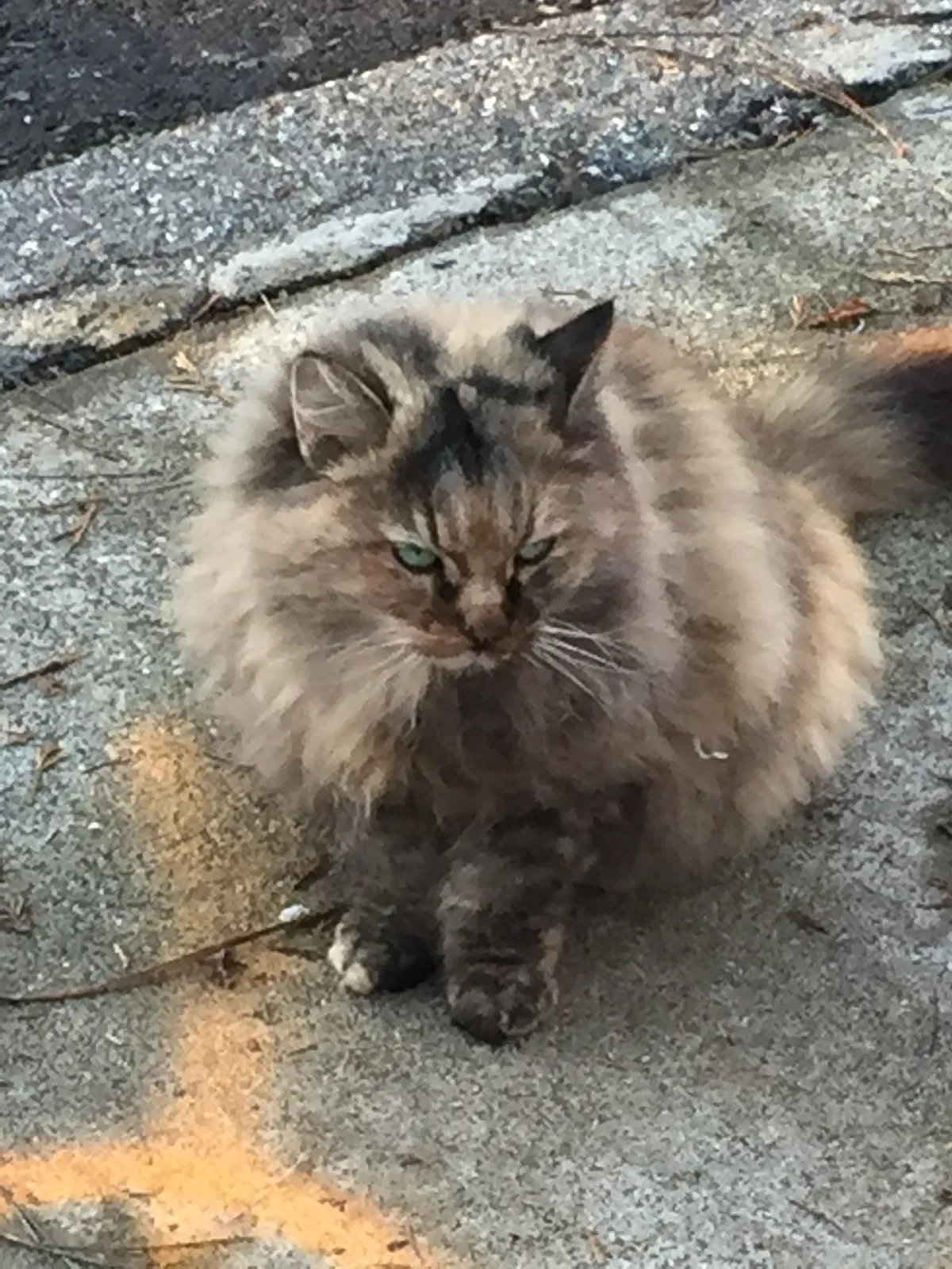 Lost cat in Paradise, CA, 95969