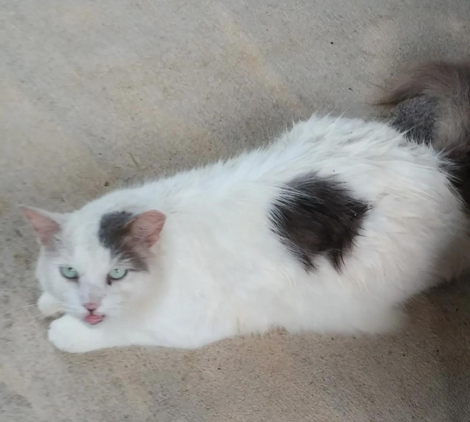Lost cat in Edgewater, FL, 32141