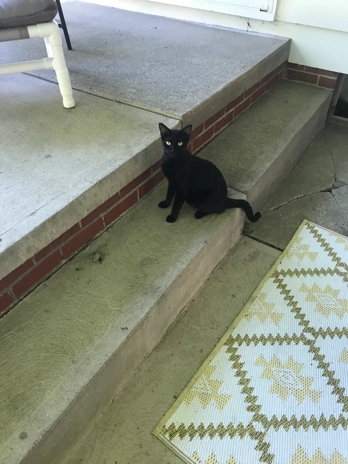 Found cat in Massillon, OH, 44646