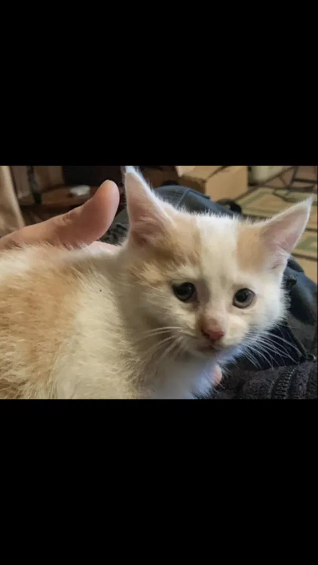 Lost cat in Unknown, IN, 47548