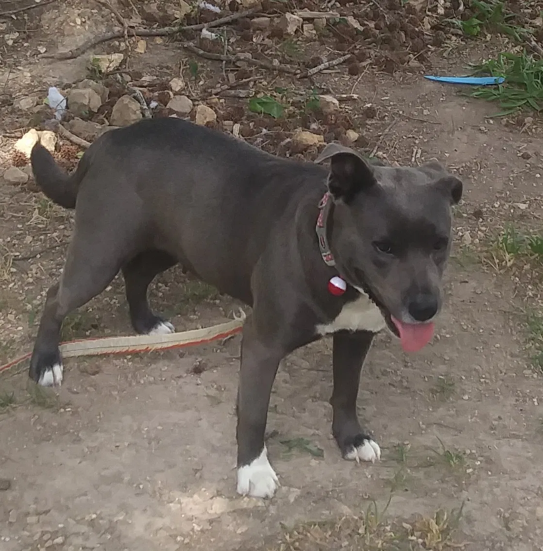 Lost dog in Chickamauga, GA, 30707