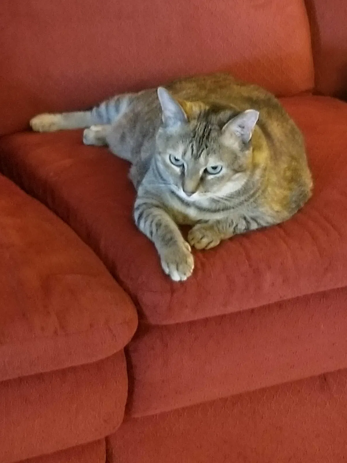 Lost cat in Bakersfield, CA, 93312