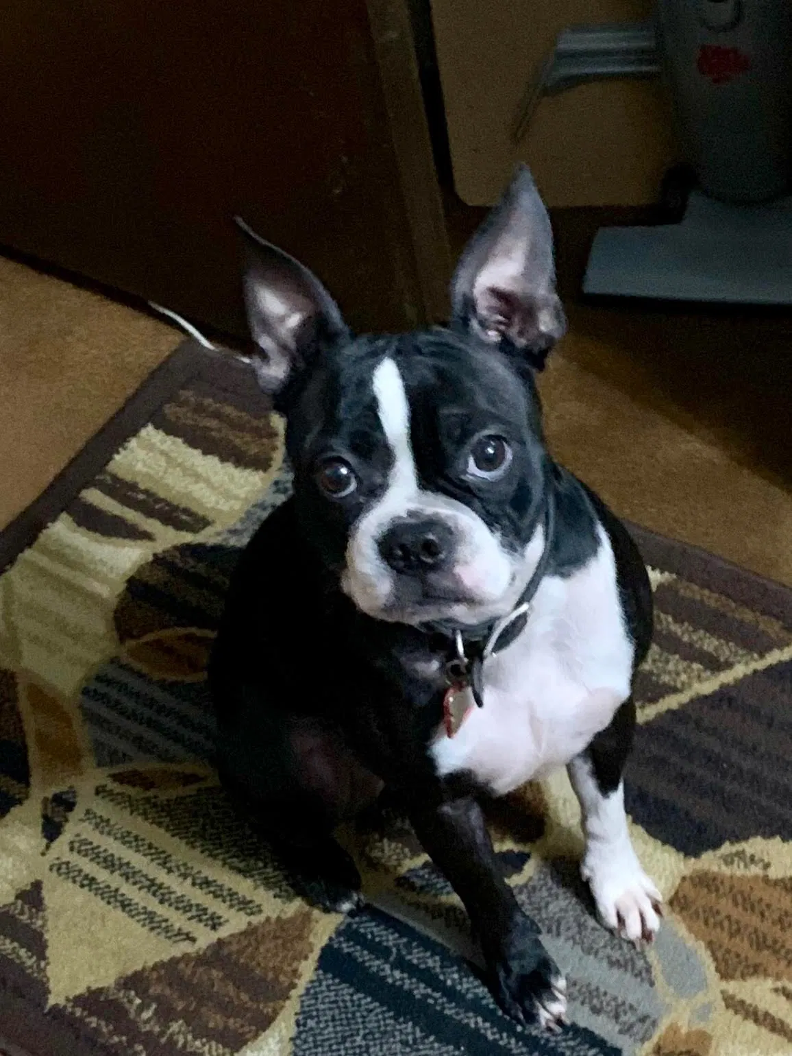 Lost dog in Grafton, OH, 44044