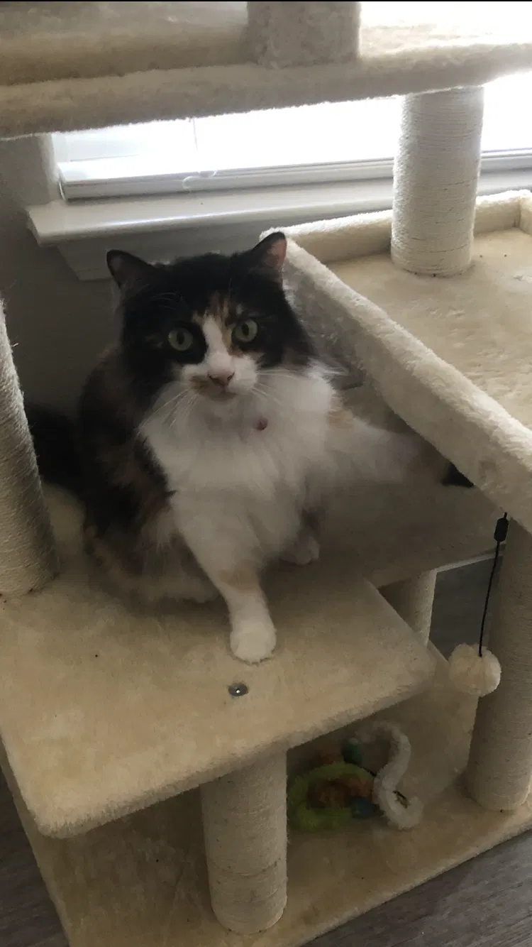 Lost cat in Austin, TX, 78728