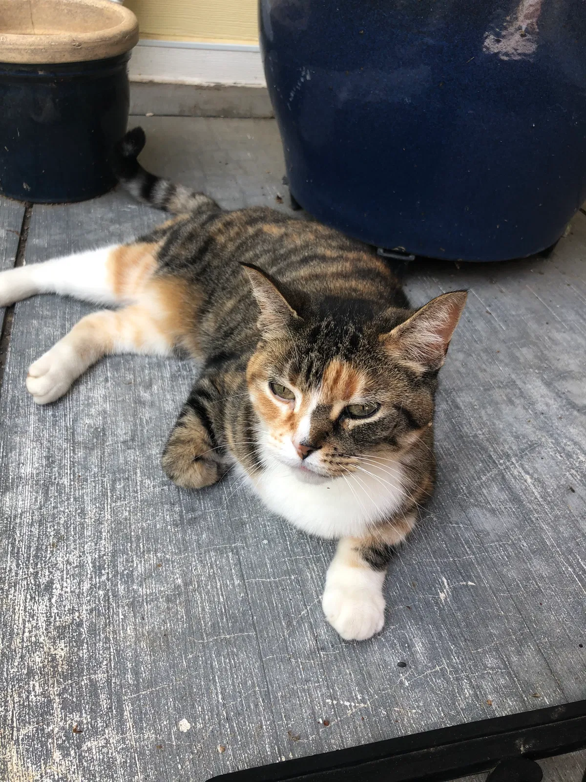 Lost cat in Burnsville, MN, 55337