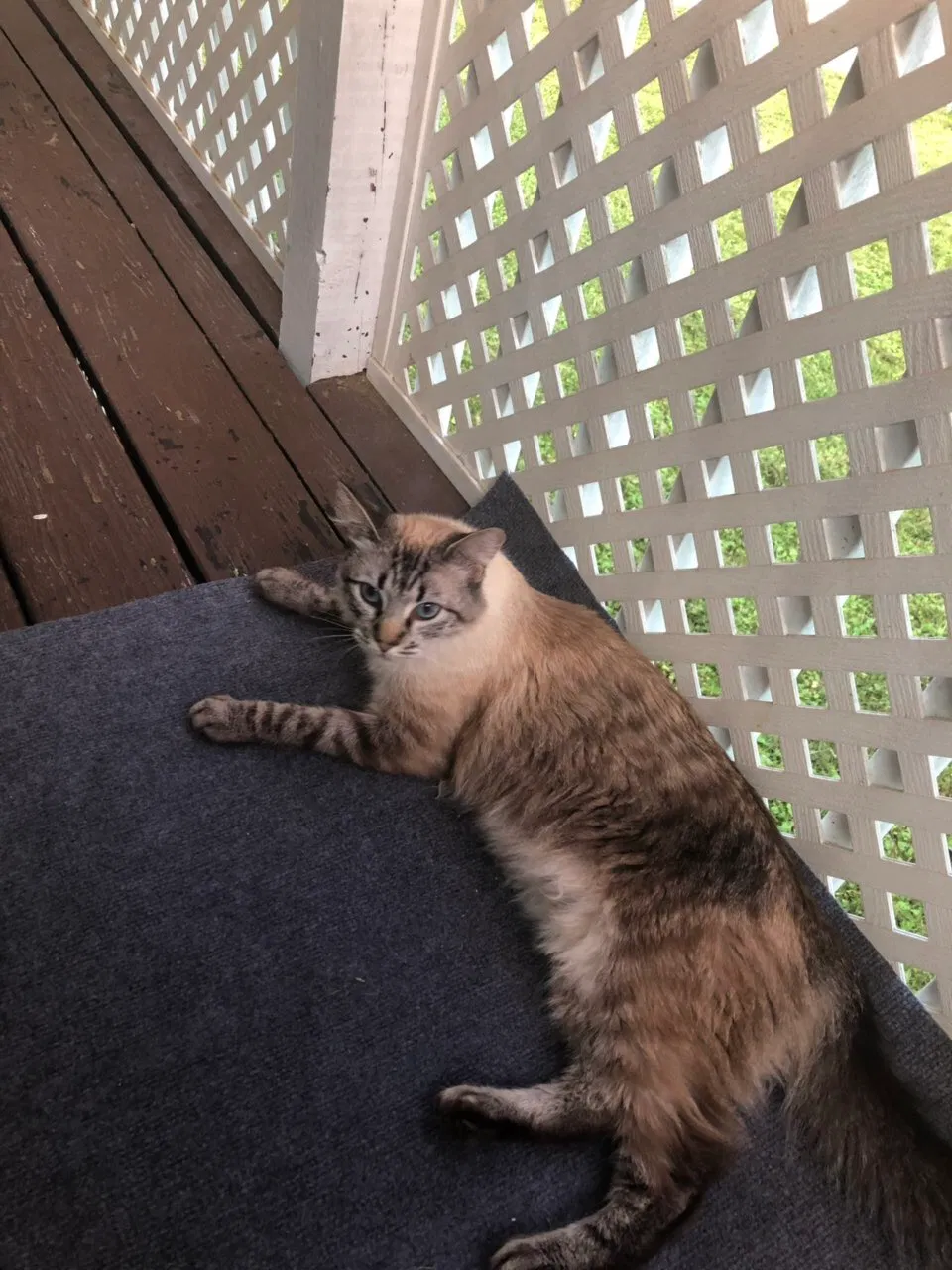 Lost cat in Herndon, VA, 20171