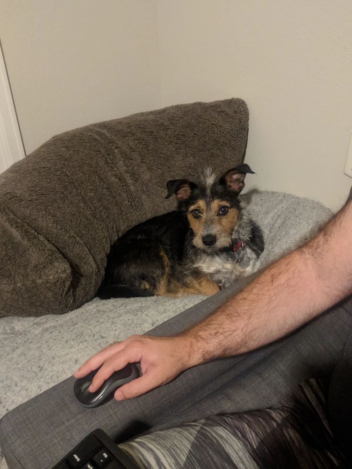 Lost dog in Milpitas, CA, 95035