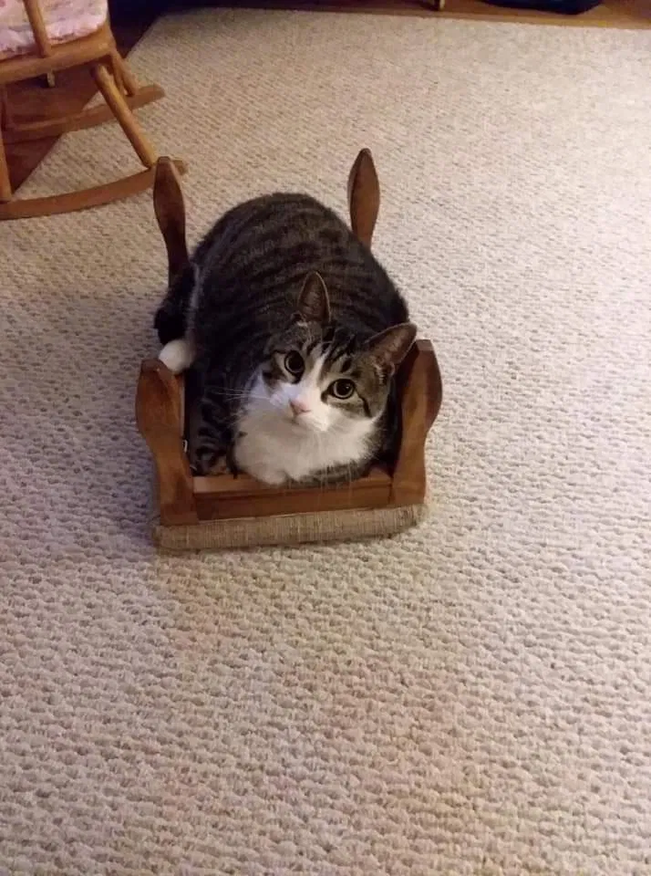 Lost cat in Fergus Falls, MN, 56537