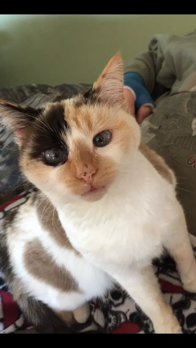 Lost cat in Salt Lake City, UT, 84123