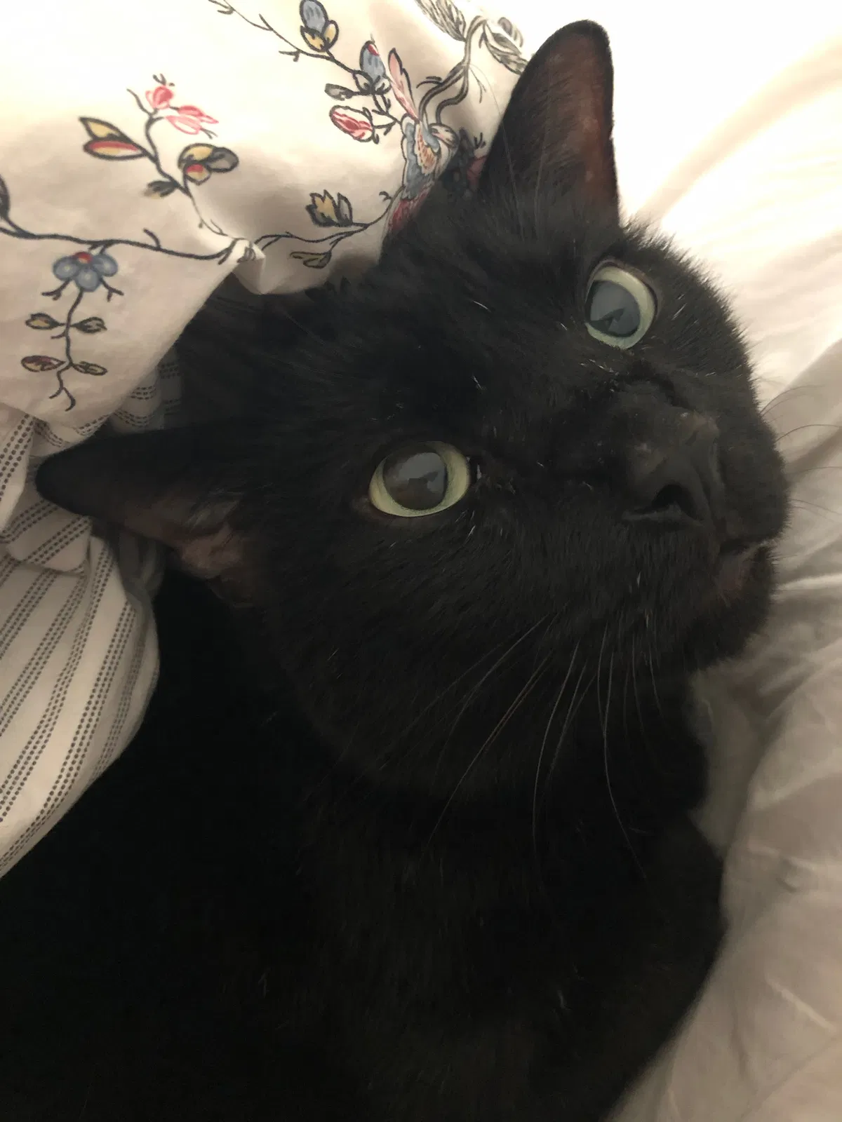 Lost cat in Chapel Hill, NC, 27516