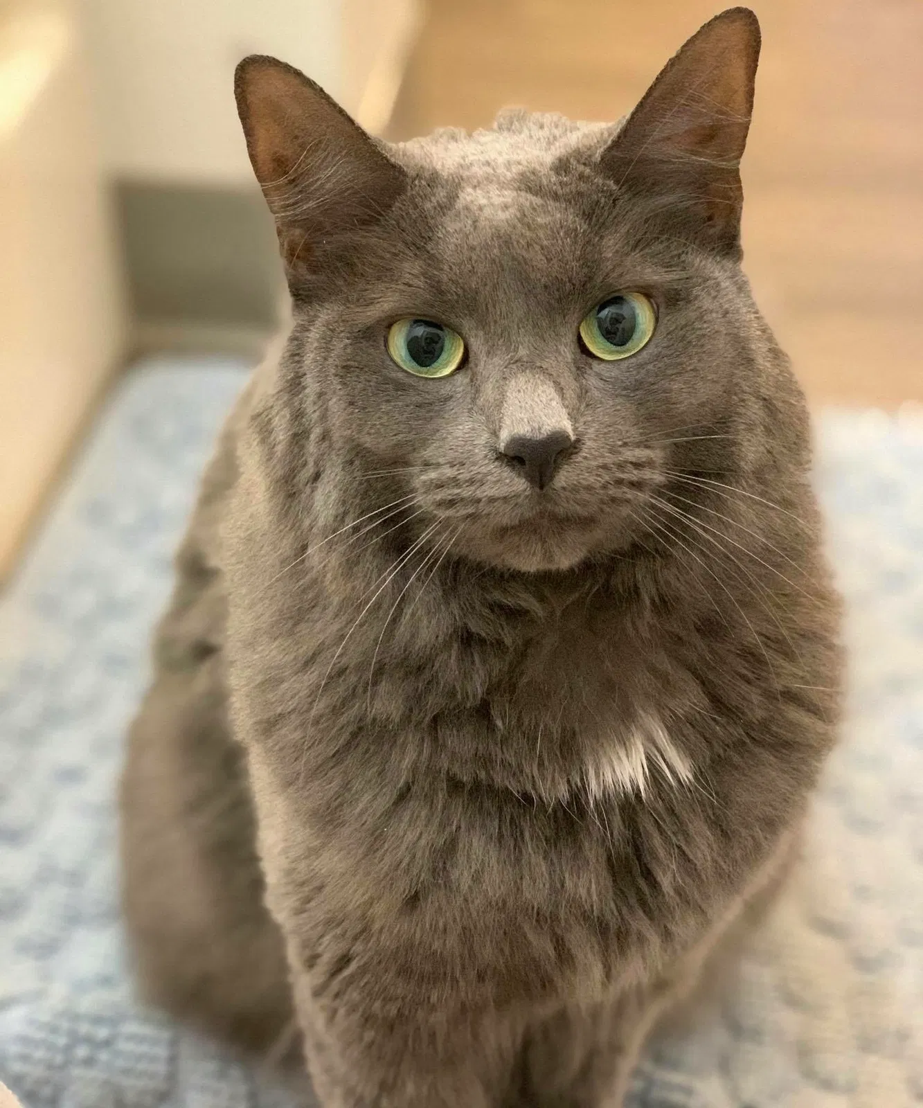 Lost cat in Syracuse, NY, 13204