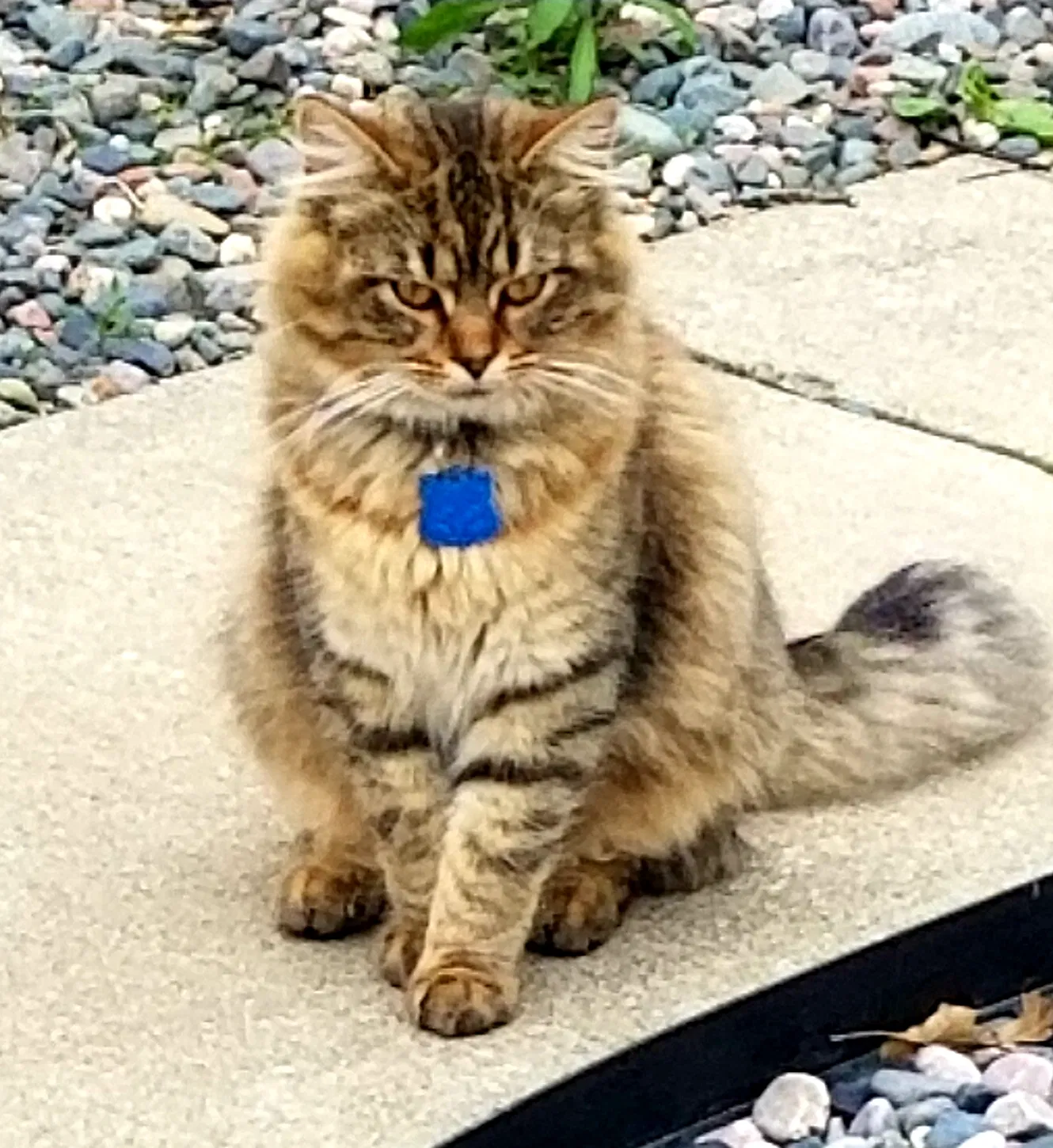 Lost cat in North East, PA, 16428