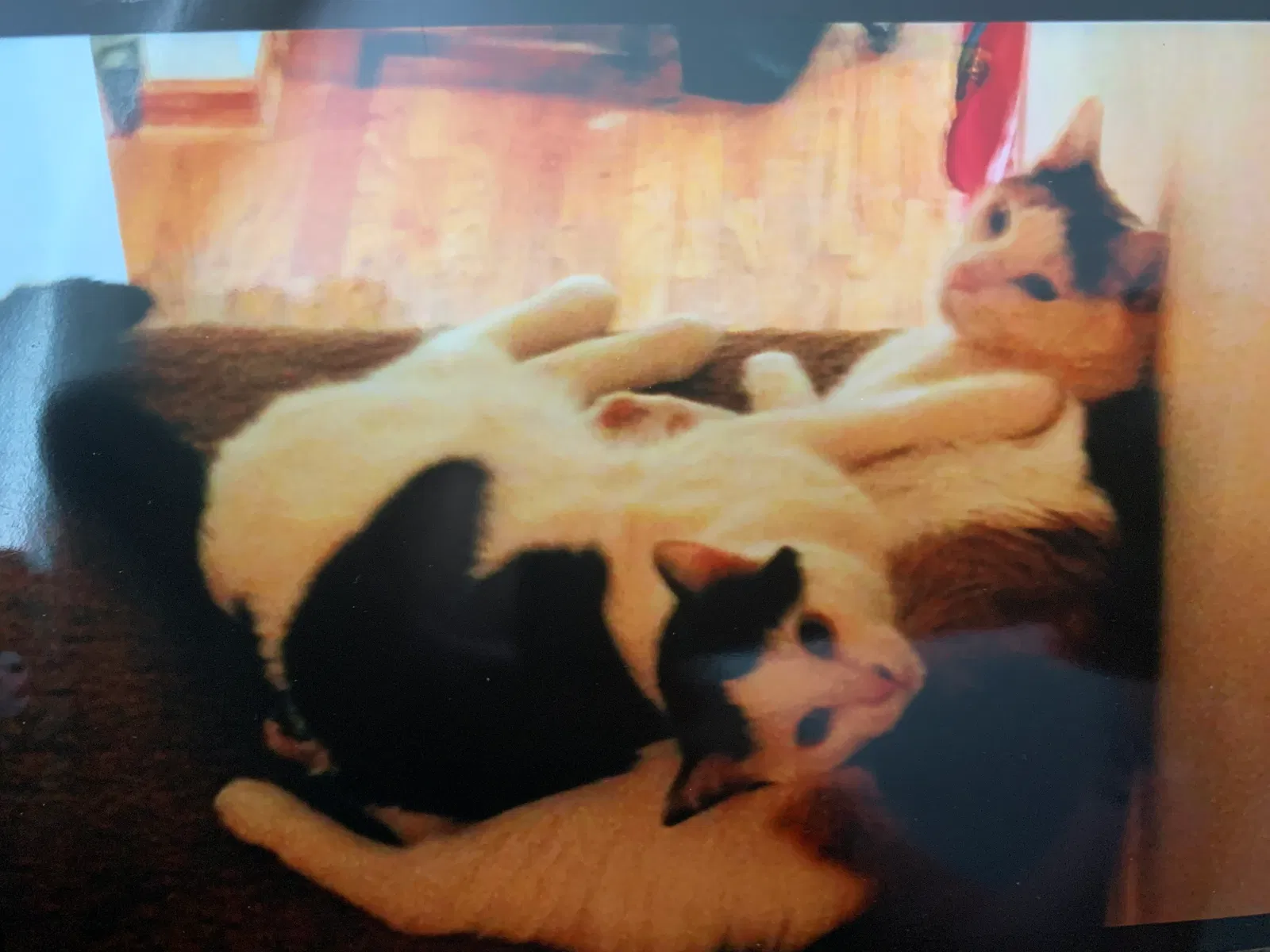 Lost cat in Littleton, CO, 80128