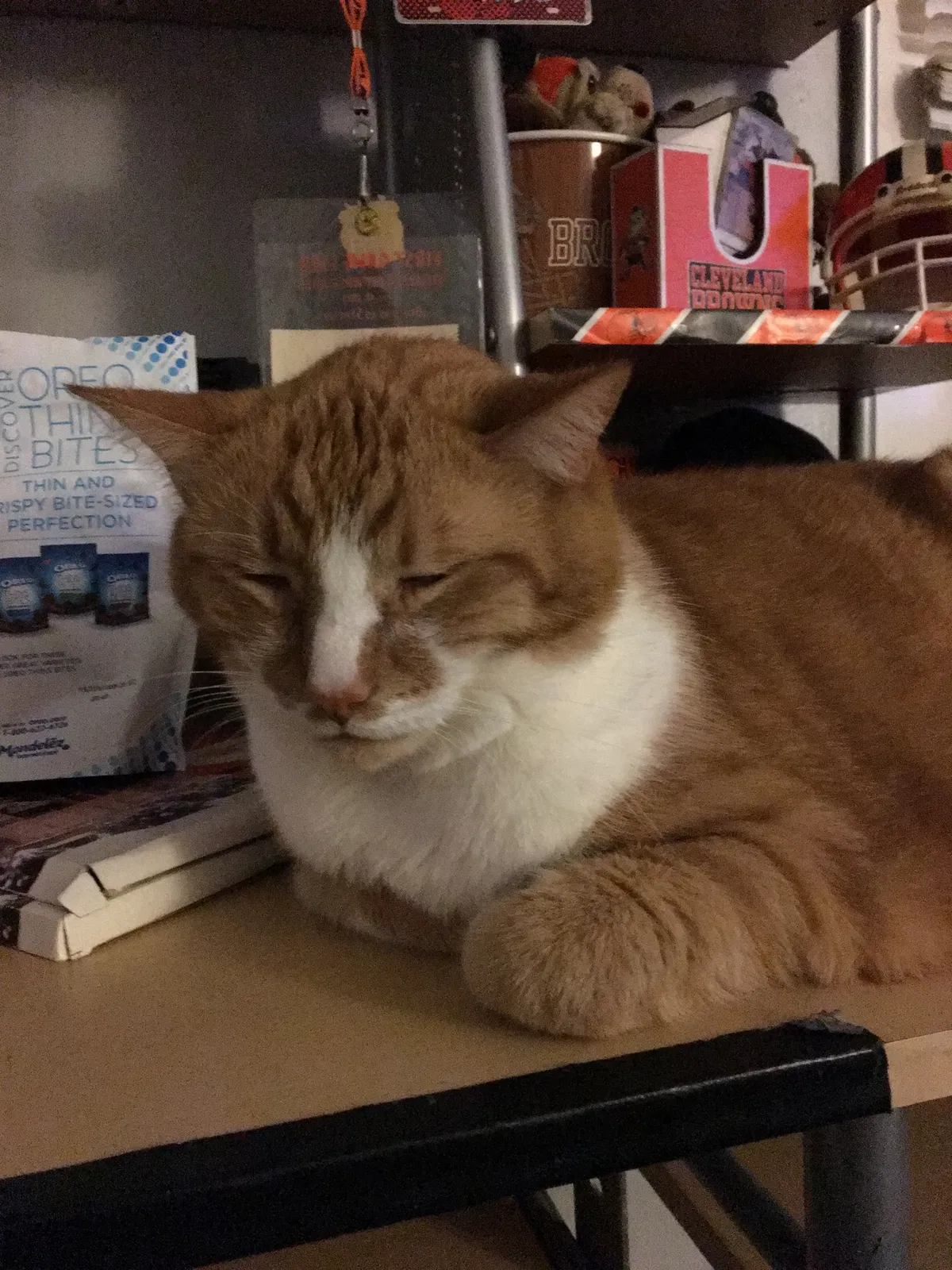 Lost cat in Girard, OH, 44420