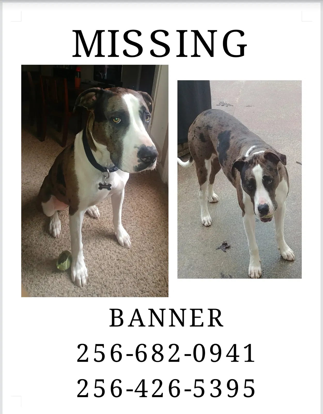 Lost dog in Harvest, AL, 35749