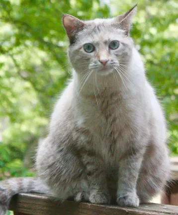 Lost cat in Snellville, GA, 30078