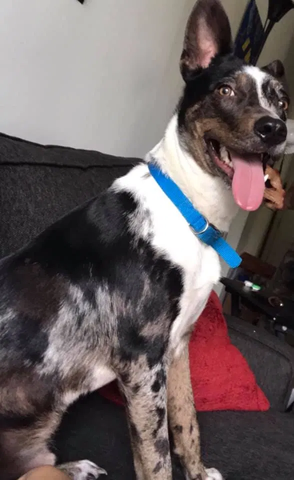 Lost dog in Indian Trail, NC, 28079
