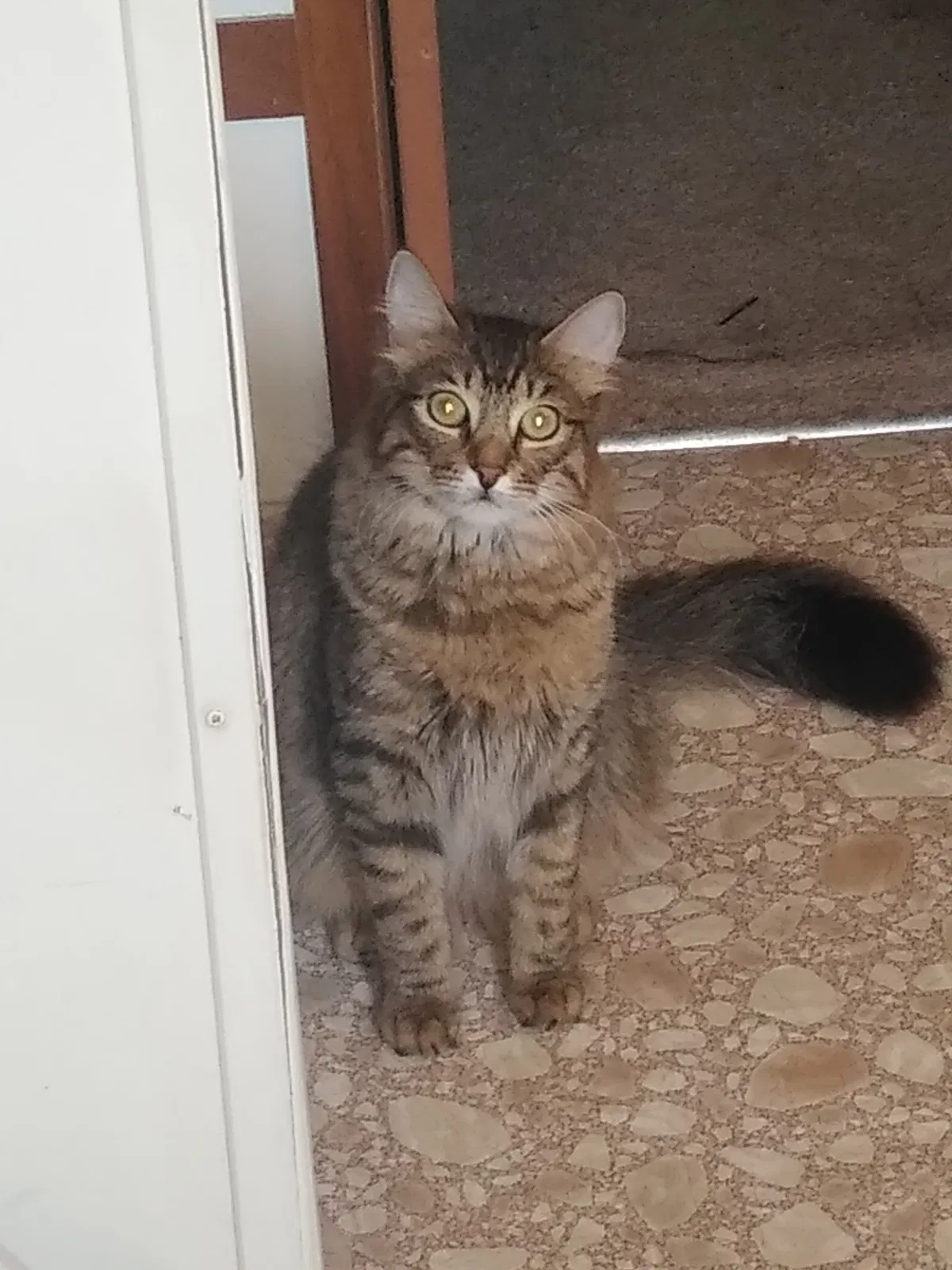 Lost cat in Fletcher, NC, 28732