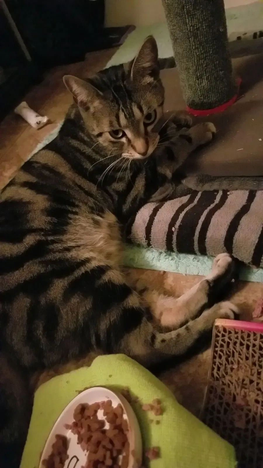Lost cat in Bismarck, ND, 58501