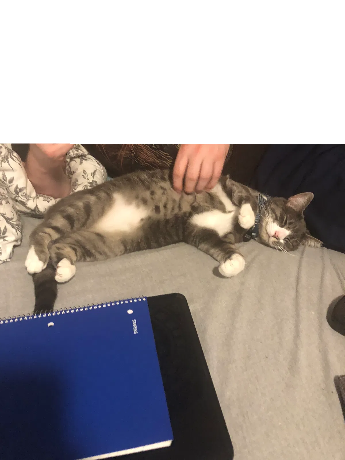 Lost cat in Prattsburgh, NY, 14873