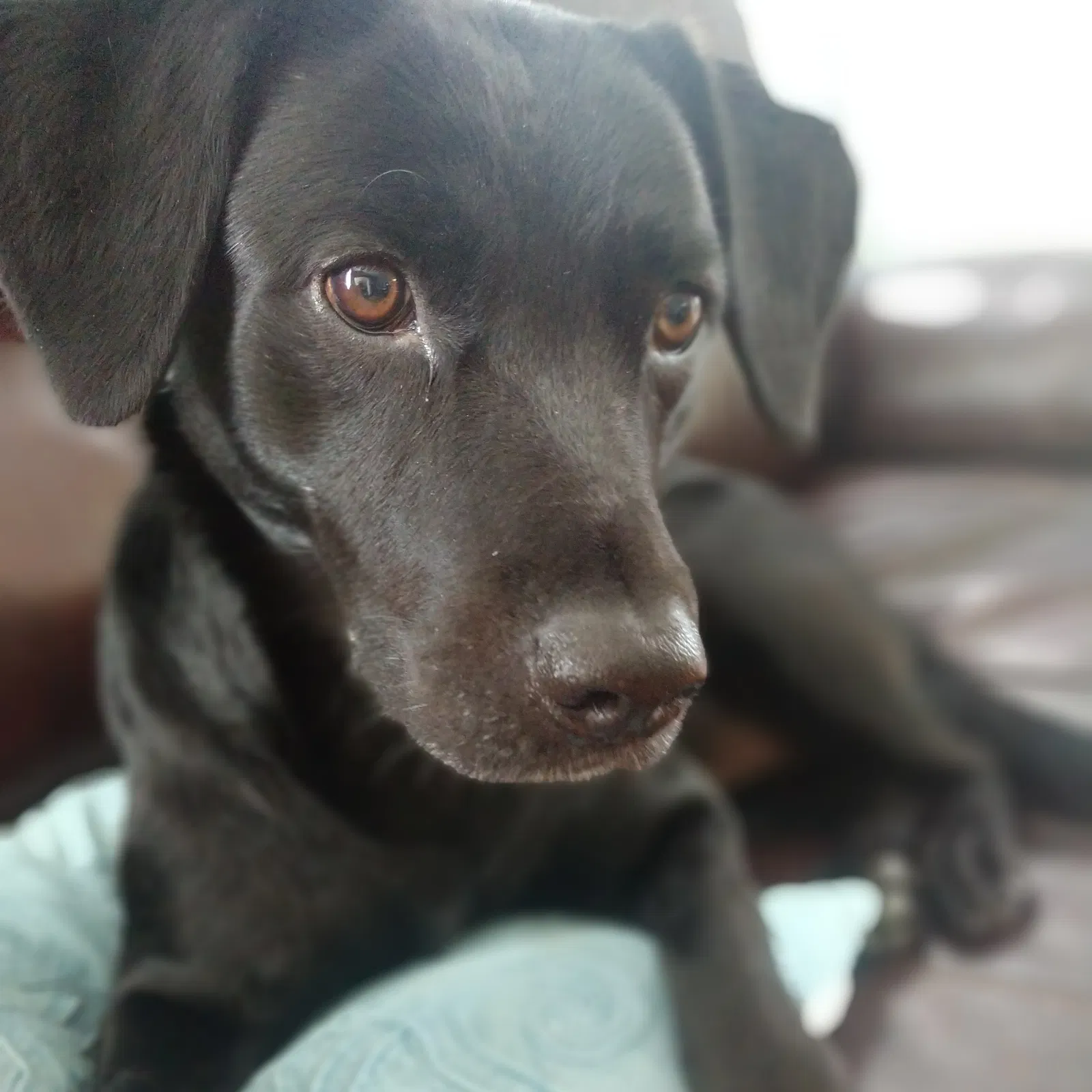 Lost dog in Erie, PA, 16511